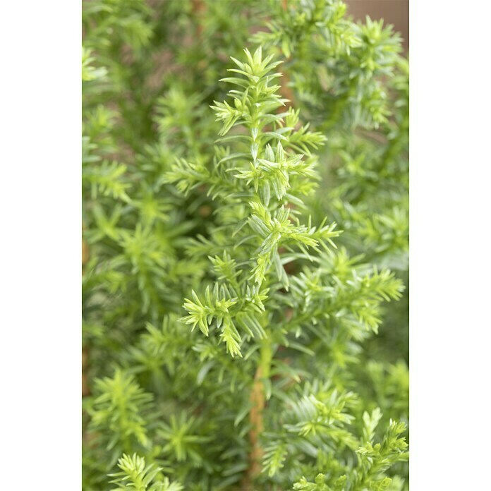 Chamaecyparis thyoides 9 Top Point