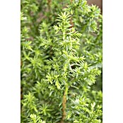 Chamaecyparis thyoides 9 Top Point