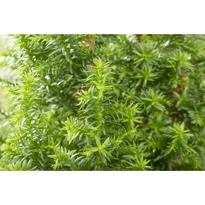 Chamaecyparis thyoides 9 Top Point
