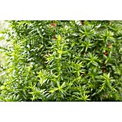 Chamaecyparis thyoides 9 Top Point