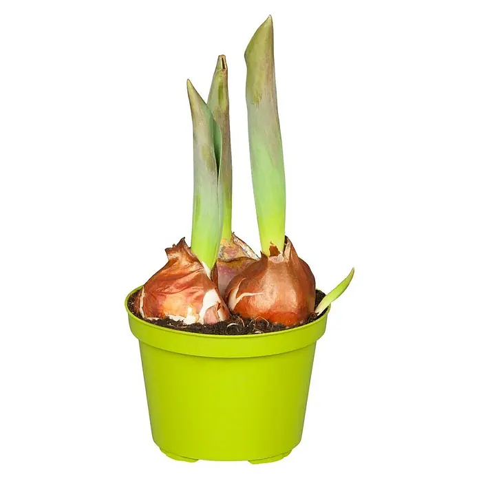 Piardino Frühlingsblumenzwiebeln Tulpe Flair - Tulipa Hybride, Topfgröße: 9 cm - Ein grüner Topf mit Blumenzwiebeln, die bereits ausgetrieben haben. Die Amaryllis-Pflanze ist bereit zum Blühen und bringt Freude.