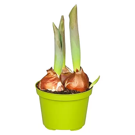 Piardino  Frühlingsblumenzwiebeln Tulpe Flair