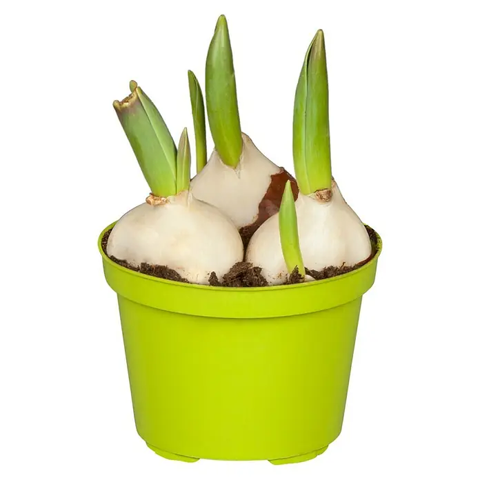 Piardino Frühlingsblumenzwiebeln Tulpe - Tulipa Hybride, 3 Stk. - Blumenzwiebeln in einem hellgrünen Topf.