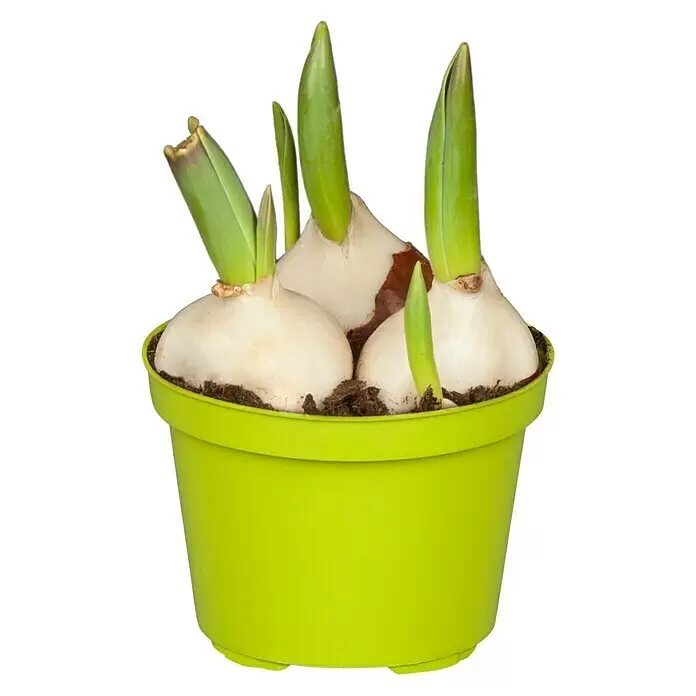 Piardino Frühlingsblumenzwiebeln TulpeTulipa Hybride, 3 Stk.
