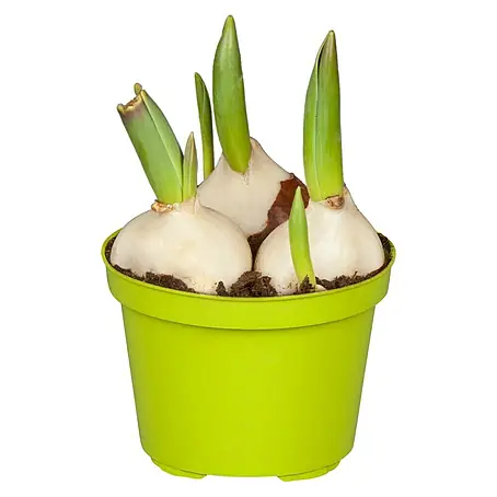 Piardino  Frühlingsblumenzwiebeln Tulpe