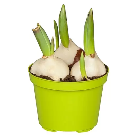 Piardino  Frühlingsblumenzwiebeln Tulpe