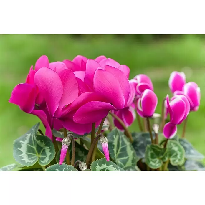 Piardino Zimmer-Alpenveilchen - Cyclamen persicum, Topfgröße: 13 cm, Lila - Stimmungsaufnahme