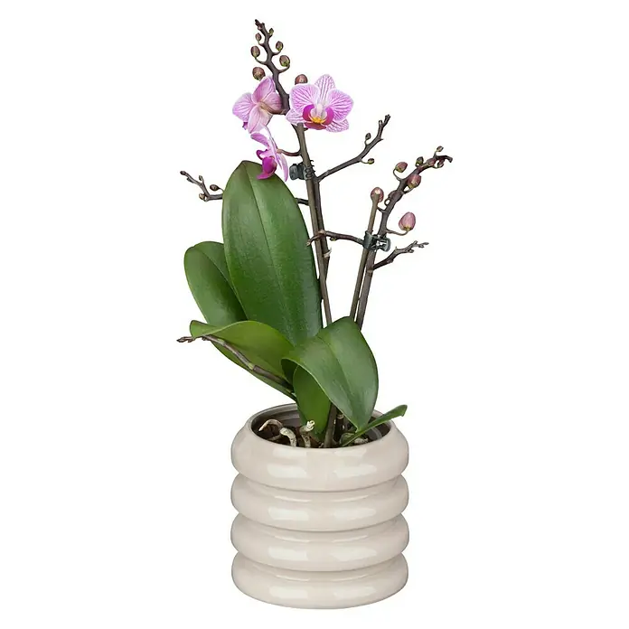 Piardino Orquídea mariposa - Phalaenopsis Hybride, Tamaño de maceta: 11 cm, Rosa oscuro, Número de brotes: 2 ud., En posición vertical - Planta en maceta con una orquídea rosa a rayas con hojas verdes, colocada en una maceta color crema con textura acanalada.