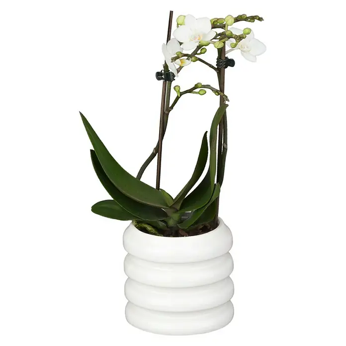 Piardino Orquídea mariposa - Phalaenopsis Hybride, Tamaño de maceta: 11 cm, Rosa oscuro, Número de brotes: 2 ud., En posición vertical - Una orquídea blanca en una maceta acanalada.