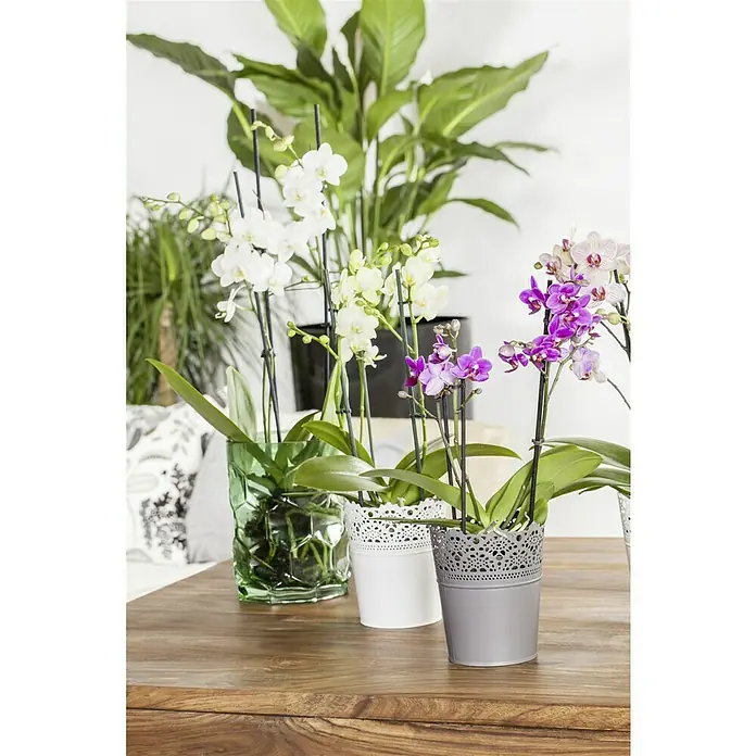 Piardino Orquídea mariposa - Phalaenopsis Hybride, Tamaño de maceta: 10 cm, Color de flor: Dependiendo de la variedad, Número de brotes: 2 ud., Forma de crecimiento: En posición vertical - Esta foto presenta varias orquídeas florecientes en varios colores, plantadas en recipientes decorativos sobre una mesa de madera.