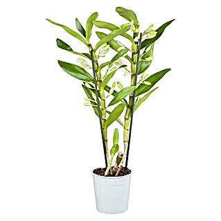 Piardino Dendrobie (Dendrobium nobile, Topfgröße: 12 cm, Weiß)