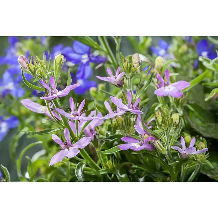 Piardino Lobelia - Lobelia richardii, Tamaño de maceta: 13 cm, Azul - Primer plano de delicadas flores de lobelia moradas y azules, mostrando sus intrincados pétalos y sus tonos vibrantes.
