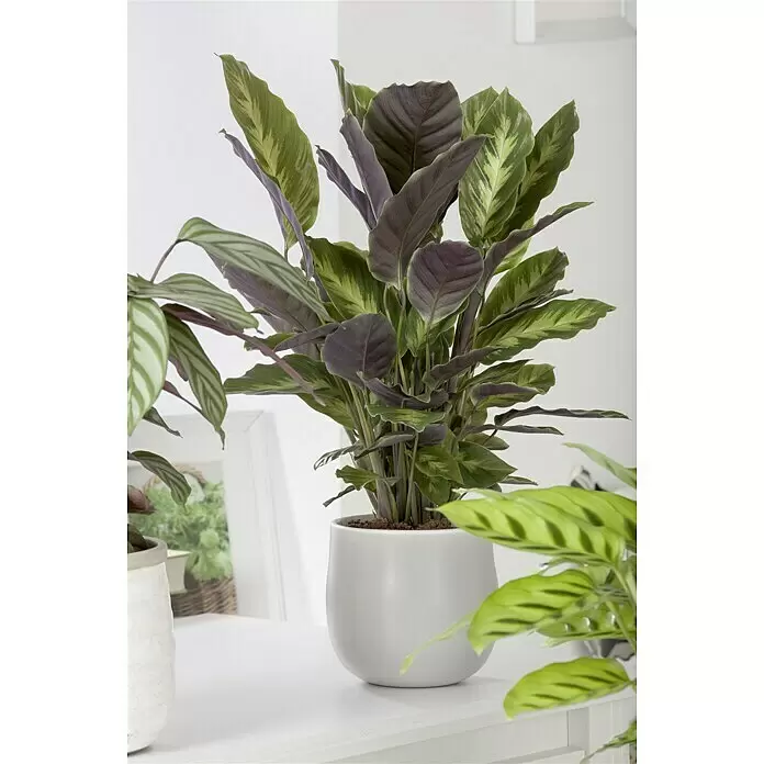 Piardino Calathea - Calathea hybride, Topfgröße: 17 cm, Grün/Weiß - Stimmungsaufnahme