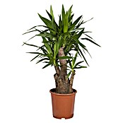 Yucca elephantipes 34