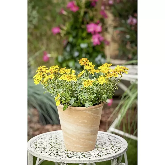 Piardino Goldmarie - Bidens Hybrid 'BeeDance', Topfgröße: 12 cm, Orange, Gelb - Stimmungsaufnahme
