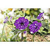 Petunia hybride 12 Nightsky