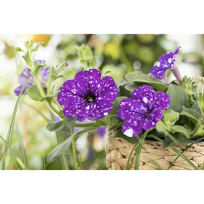 Piardino Petunie Night Sky - Petunia Night Sky - Nahaufnahme von Stern-Petunien in einem Korb. Die Blütenblätter sind violett mit weißen Flecken und ähneln einem Sternenhimmel.