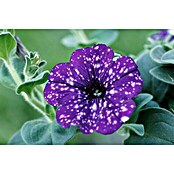 Petunia hybride 12 Nightsky