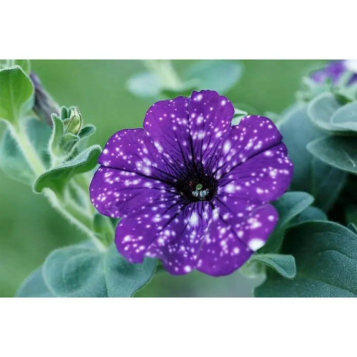 Piardino Petunie Night Sky - Petunia Night Sky - Nahaufnahme einer lila Petunie mit weißen Flecken, die an einen Nachthimmel erinnert, umgeben von grünen Blättern.