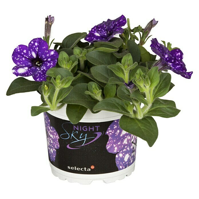 Petunia hybride 12 Nightsky