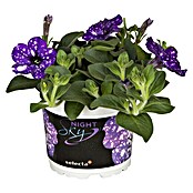 Petunia hybride 12 Nightsky