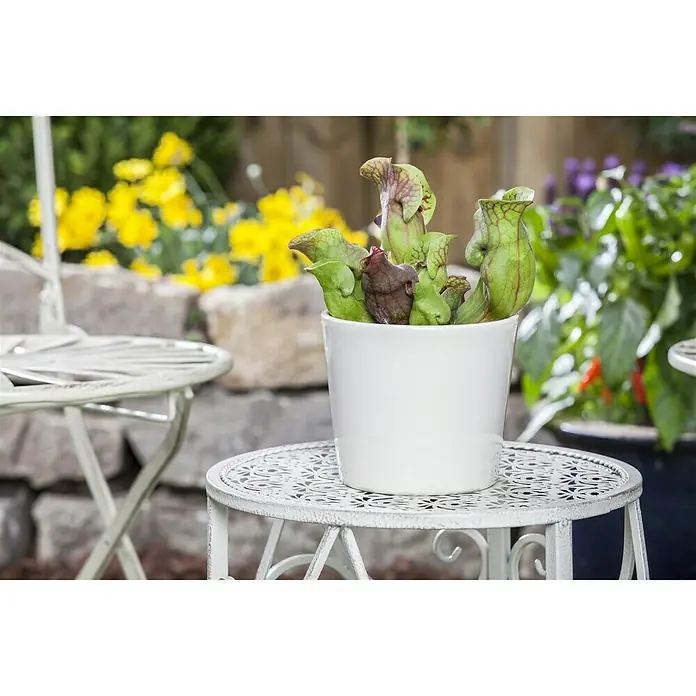 Piardino Schlauchpflanze - Sarracenia purpurea, Topfgröße: 12 cm - Bild einer Topfpflanze mit fleischfressenden Pflanzen in einem weißen Topf, der auf einem Gartentisch steht.
