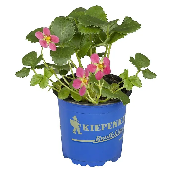 Piardino Erdbeere - Fragaria x ananassa 'Toscana' F1, Erntezeit: Juni - Ein Topf mit einer Erdbeerpflanze, die rosafarbene Blüten und grüne Blätter hat. Die Erdbeerpflanze befindet sich in einem blauen Topf.