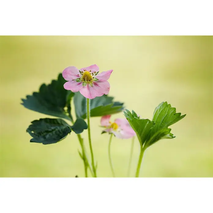 Piardino Erdbeere - Fragaria x ananassa 'Rosana' F1, Erntezeit: Juni - Nahaufnahme einer blassrosa Erdbeerblüte mit grünen Blättern vor einem weichen, gelben Hintergrund.