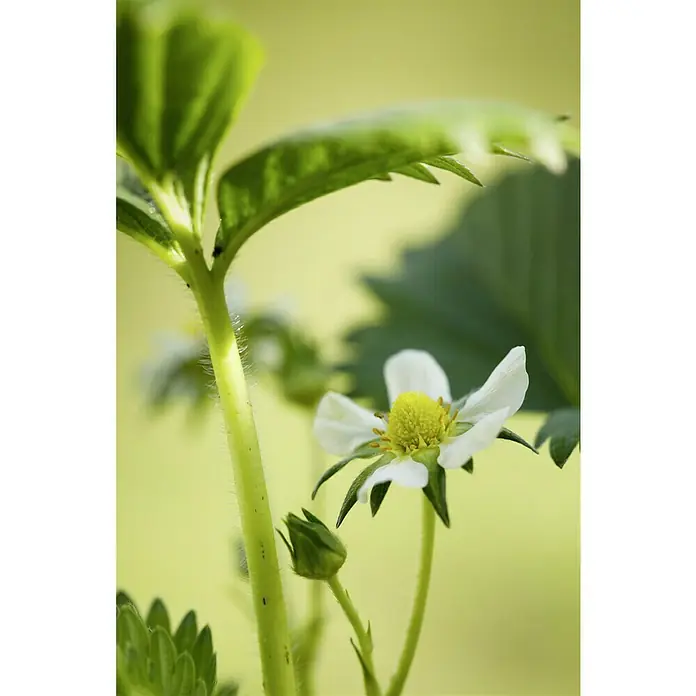 Piardino Erdbeere - Fragaria x ananassa 'Rosana' F1, Erntezeit: Juni - Makrofotografie einer Erdbeerblüte, die die zarten weißen Blütenblätter und die grüne Pflanzenstruktur hervorhebt.