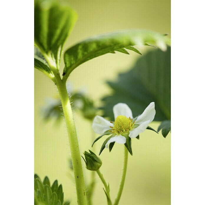 Piardino ErdbeereFragaria x ananassa 'Rosana' F1, Erntezeit: Juni - Oktober Mood Shot