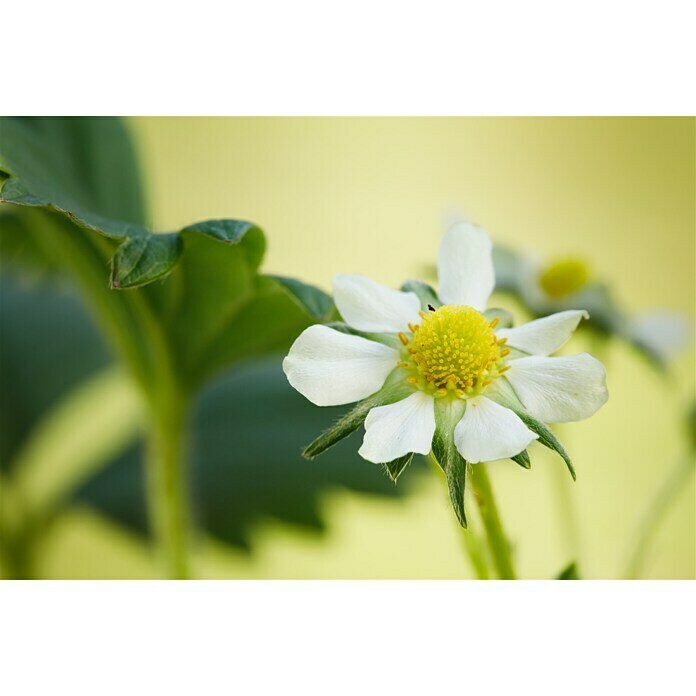 Piardino ErdbeereFragaria x ananassa 'Rosana' F1, Erntezeit: Juni - Oktober Mood Shot