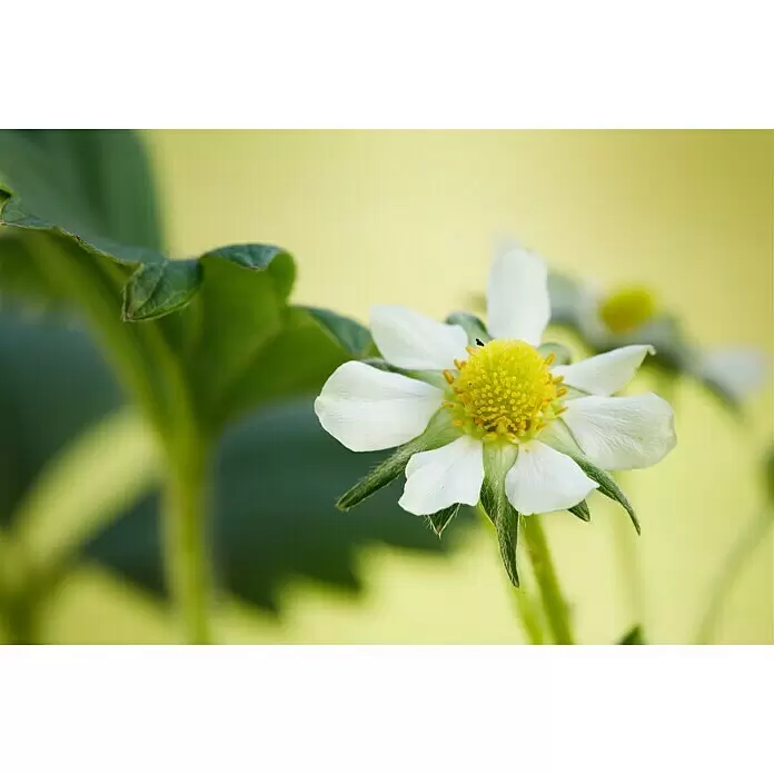 Piardino Erdbeere - Fragaria x ananassa 'Rosana' F1, Erntezeit: Juni - Stimmungsaufnahme
