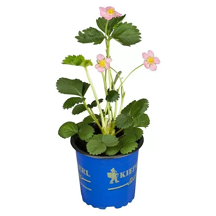 Piardino Erdbeere - Fragaria x ananassa 'Rosana' F1, Erntezeit: Juni - Vorderansicht