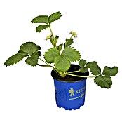 Fragaria ananassa 10Elan F1