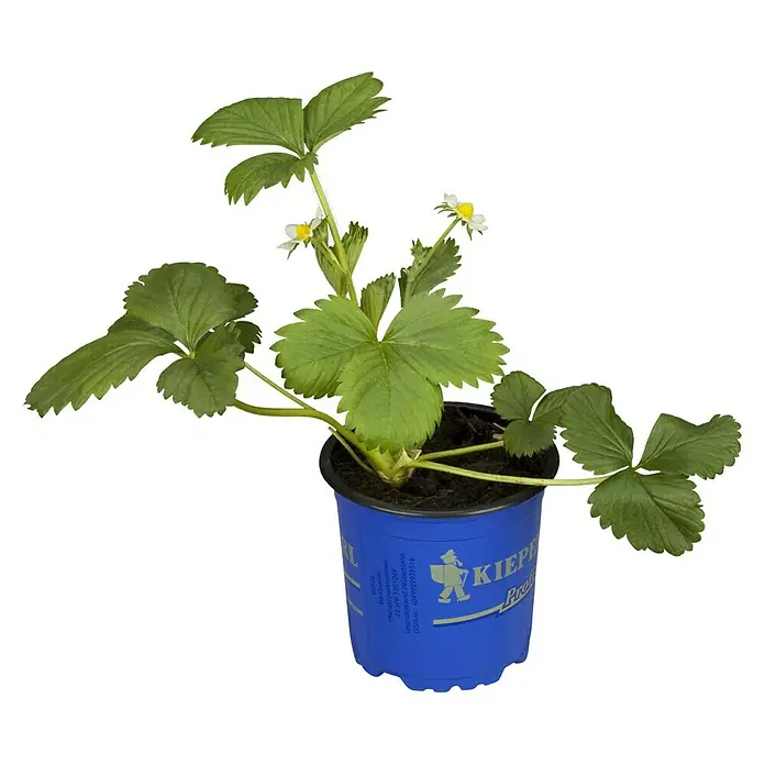 Piardino Erdbeere - Fragaria x ananassa 'Elan', Erntezeit: Juni - Vorderansicht
