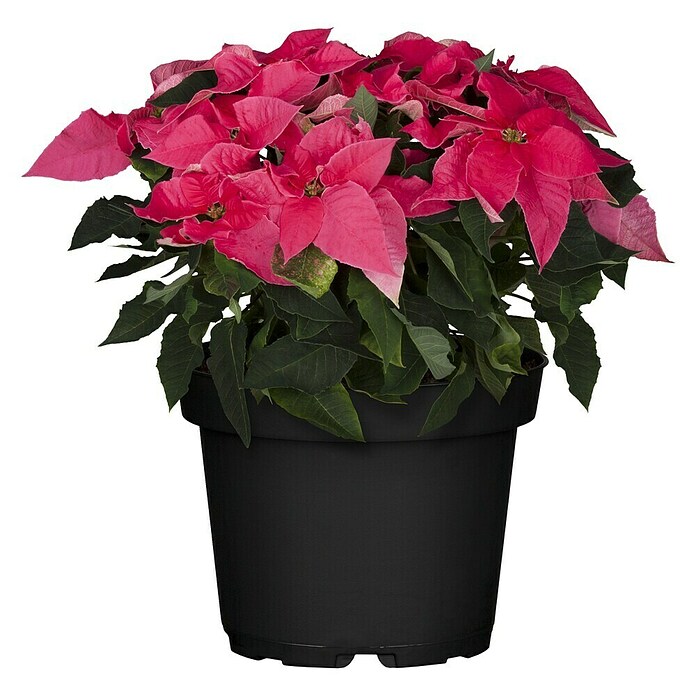 Piardino Flor de Pascua (Euphorbia pulcherrima, Tamaño de maceta: 14 cm, Mix) | BAUHAUS