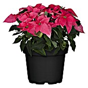 Piardino Flor de Pascua (Euphorbia pulcherrima, Tamaño de maceta: 14 cm, Mix) | BAUHAUS
