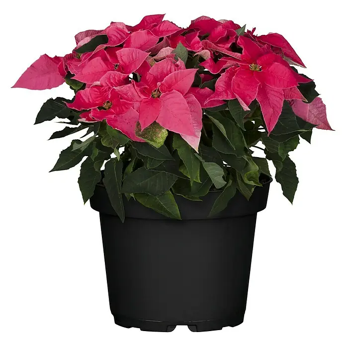 Piardino Flor de Pascua - Euphorbia pulcherrima, Tamaño de maceta: 14 cm, Mix - Una Poinsettia roja vibrante en una maceta negra, ideal para decoraciones festivas y acentos de temporada.