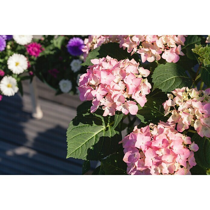 Piardino Hortensie (Hydrangea macrophylla, Topfgröße: 5 l)