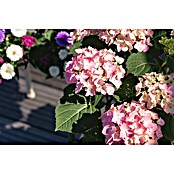 Piardino Hortensie (Hydrangea macrophylla, Topfgröße: 5 l)