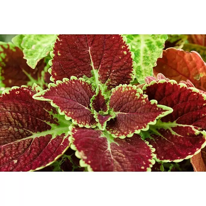 Piardino Buntnessel - Plectranthus scutellarioides, Blütenfarbe: Blau - Stimmungsaufnahme