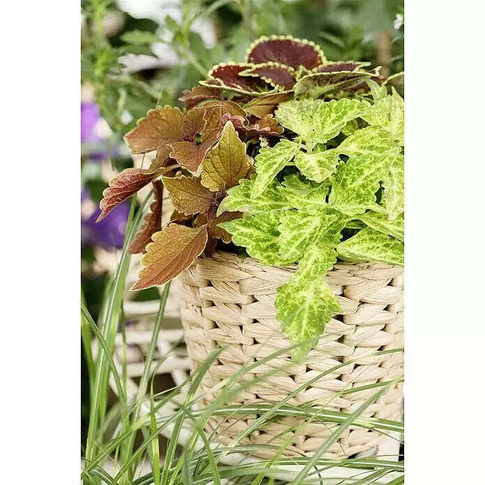 Piardino Buntnessel - Plectranthus scutellarioides, Blütenfarbe: Blau - Stimmungsaufnahme