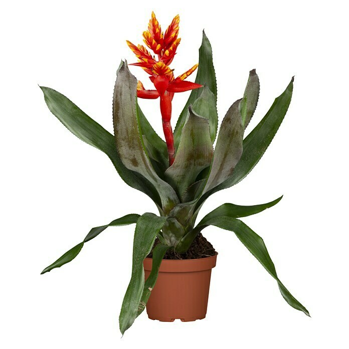 Aechmea fasciata 14 Pepita Flame