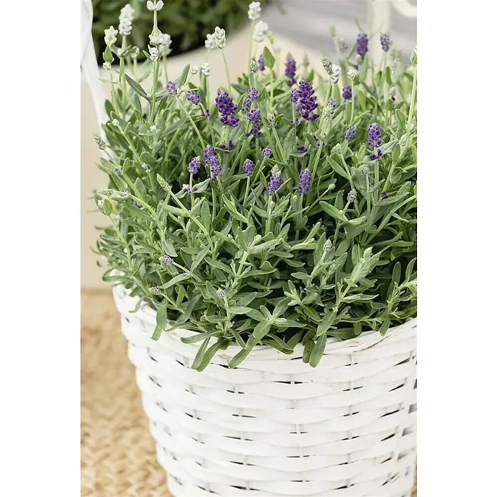 Piardino Lavendel Duo - Lavandula angustifolia, Topfvolumen: 3 l, Sortenabhängig - Nahaufnahme einer Lavendelpflanze in einem weißen Korb, die die filigranen Details der violetten Blüten und grünen Blätter zeigt.