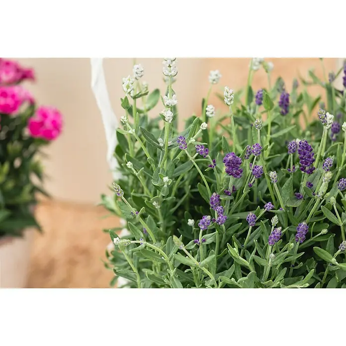 Piardino Lavendel Duo - Lavandula angustifolia, Topfvolumen: 3 l, Sortenabhängig - Ein Strauß Lavendel mit grünen Blättern und lila Blüten in einem Topf, daneben pinke Blumen.