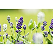 Lavandula angustifolia DUO 3 Zwei Farben