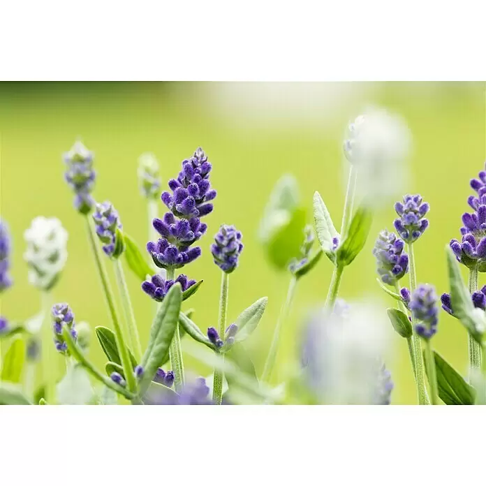 Piardino Lavendel Duo - Lavandula angustifolia, Topfvolumen: 3 l, Sortenabhängig - Stimmungsaufnahme