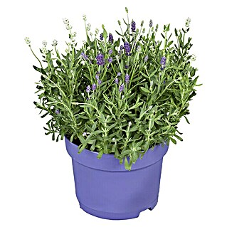 Piardino Lavendel Duo (lavandula angustifolia, Topfvolumen: 3 l, Sortenabhängig)