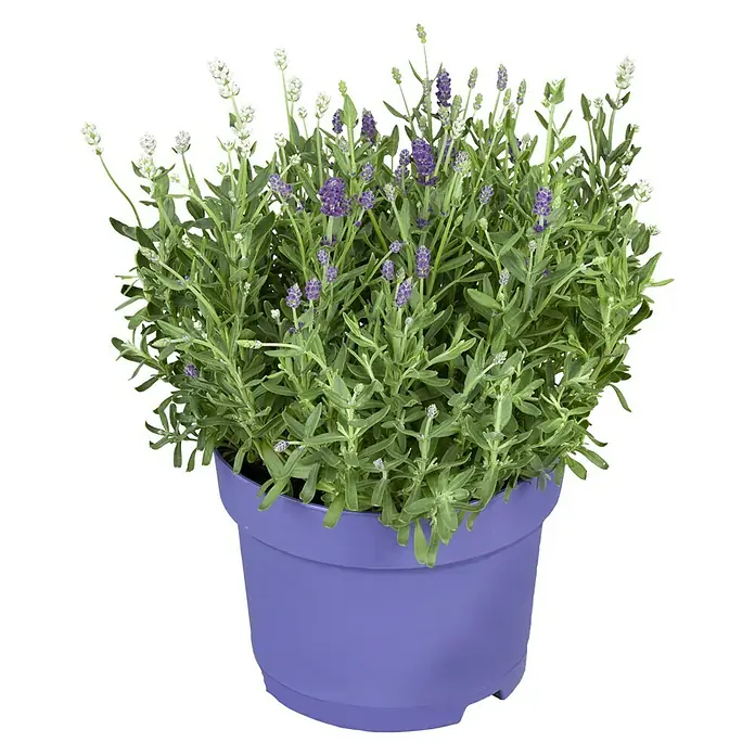 Piardino Lavendel Duo - Lavandula angustifolia, Topfvolumen: 3 l, Sortenabhängig - Der Lavendel 'Silver Anouk' im lila Topf ist eine schöne und pflegeleichte Pflanze für den Garten oder Balkon. Mit seinen silbrigen Blättern und lila Blüten ist er ein echter Hingucker.