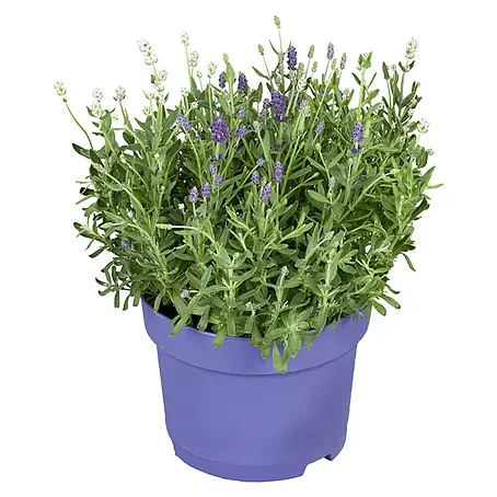 Piardino  Lavendel Duo